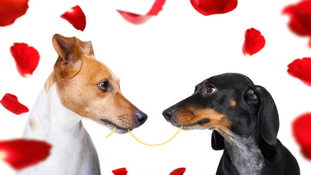 coppia di cani innamorati - flirting humor valentines day love foto e immagini stock
