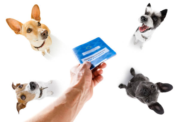 istock dog on vacation  holidays and ticket 958381152