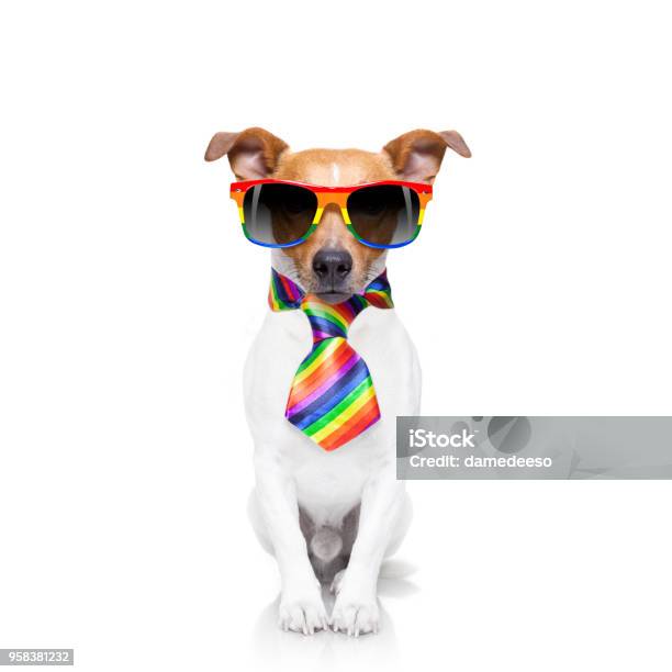 Gay Pride Dog With Rainbow Flag Stock Photo - Download Image Now - LGBTQIA  Pride Event, Gay Pride Parade, Gay Pride Symbol - iStock