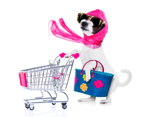 shopping dog diva crazy and silly  poodle dog diva lady with bag pushing  empty supermarket cart , isolated on white background diva human role stock pictures, royalty-free photos & images