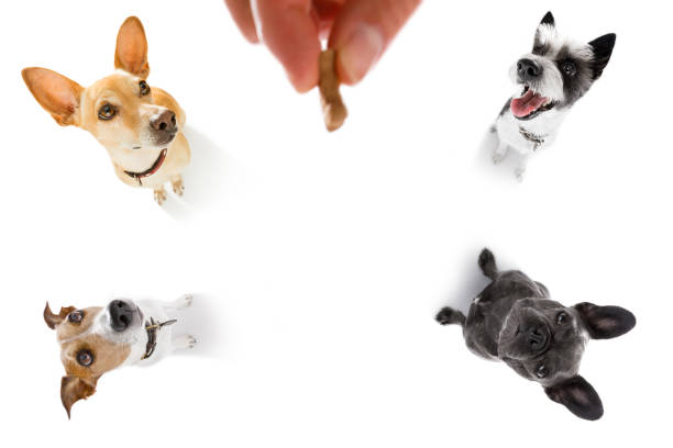 dogs  treat with owner