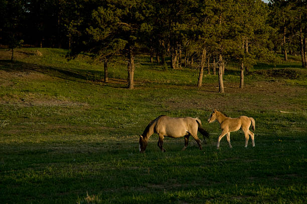 Sorraia Mustangs in the Black Hills Wild Horse Sanctuary stock photo