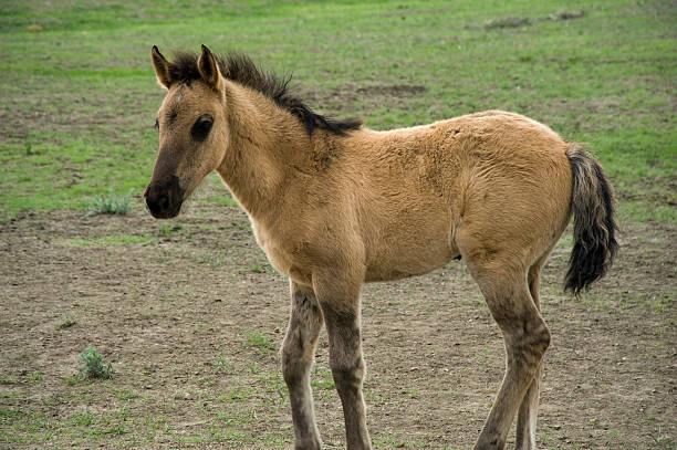 Sorraia Mustang Foal in the Black Hills Wild Horse Sanctuary stock photo