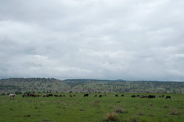 Mustangs in the Black Hills Wild Horse Sanctuary stock photo