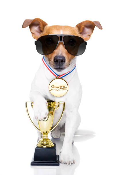 jack russell dog with  a golden winner trophy holding with paw, isolated on white background, wearing sunglasses - gold medal medal winning trophy imagens e fotografias de stock