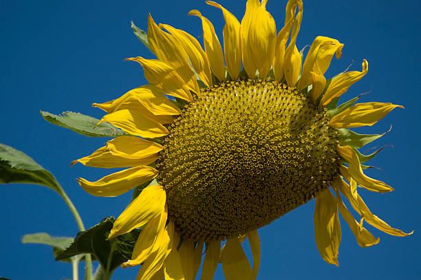 Giant Sunflower stock photo