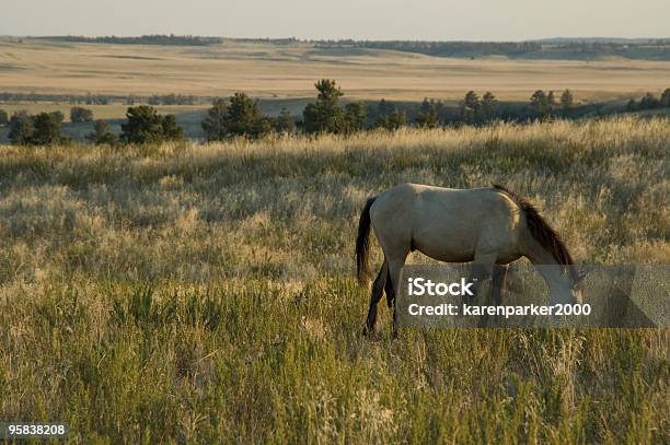 Buckskin Foal At The Black Hills Wild Horse Sanctuary Stock Photo - Download Image Now