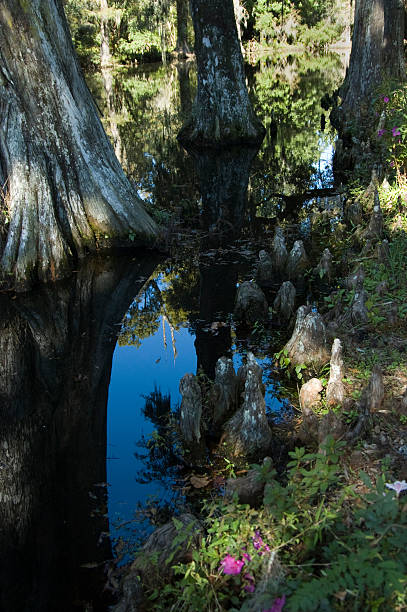 Cypress Trees and Knees Swamp Garden stock photo