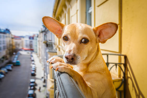 nosy watching dog - podenco imagens e fotografias de stock