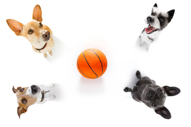 istock basketball  and group of   dogs 958384774