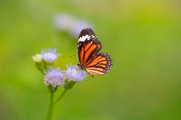 istock Beautiful butterfly and flower 958385408