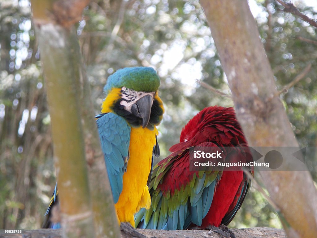 Ara des perroquets - Photo de Amazone à queue rouge libre de droits