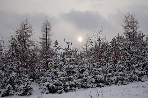 Cтоковое фото Зимний пейзаж