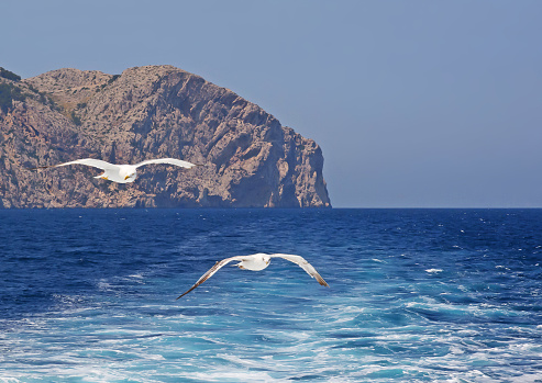 Two seagulls flying in the wake of a boat at Formentor, Majorca, Balearic islands, Spain.