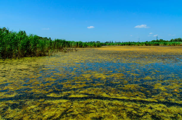 algas verdes na superfície do lago - algae slimy green water - fotografias e filmes do acervo