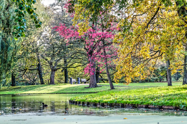 istock Autumn in The Park 958398792