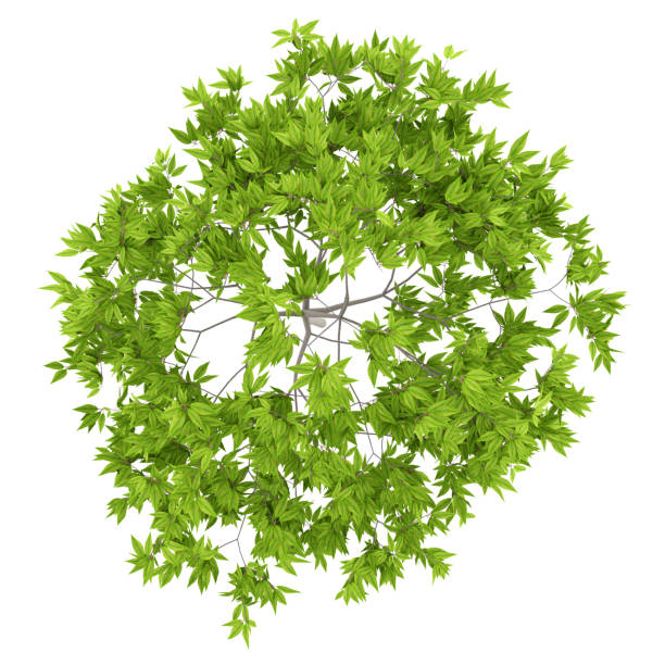 top view of cherry tree isolated on white background
