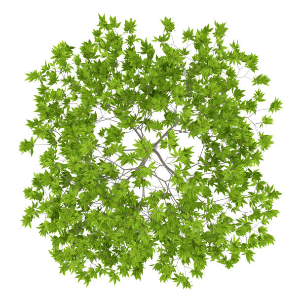 istock top view of cherry tree isolated on white background 958399276