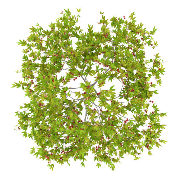 istock top view of cherry tree with cherries isolated on white background 958399448
