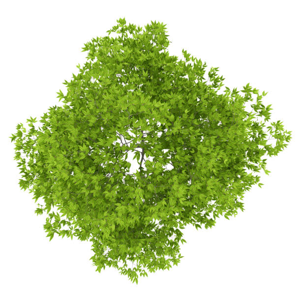 istock top view of cherry tree isolated on white background 958399570
