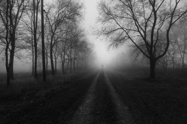 road through alley on a misty winter day - lonely tree fotos imagens e fotografias de stock