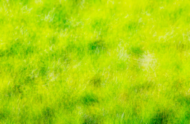 istock Out of focus bokeh grass background 958400220