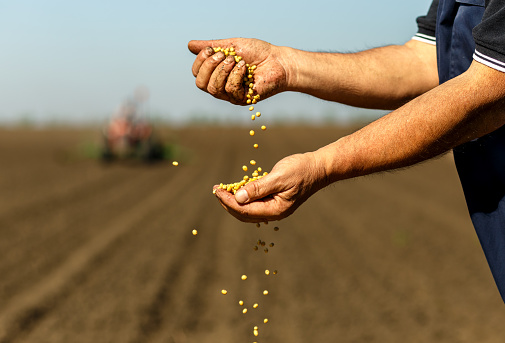 Cerca del granjero senior con semilla de soja en sus manos. photo