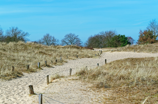 Dry marram grass along of sandy path against clear blue sky, Boberger dunes in Hamburg, Germany