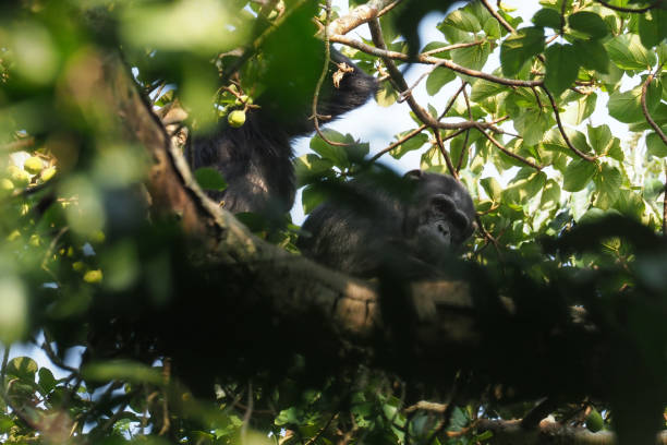 istock Chimpanzee trekking, Uganda, Part 1 958403508