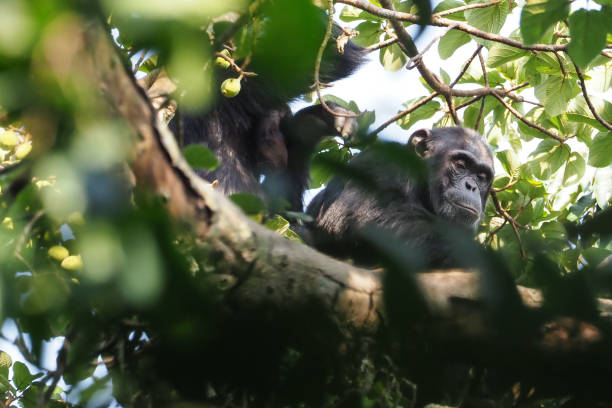 istock Chimpanzee trekking, Uganda, Part 1 958403568
