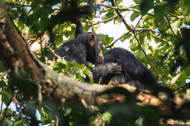 istock Chimpanzee trekking, Uganda, Part 1 958403618