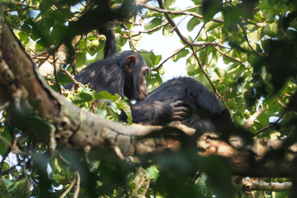 istock Chimpanzee trekking, Uganda, Part 1 958403632