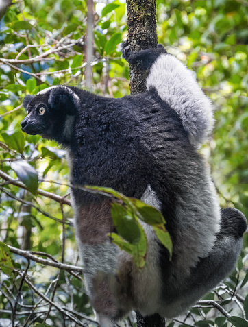 Indri, a large, short-tailed lemur which jumps from tree to tree in an upright position and rarely comes to the ground, Andasibe National Park, Eastern Madagascar