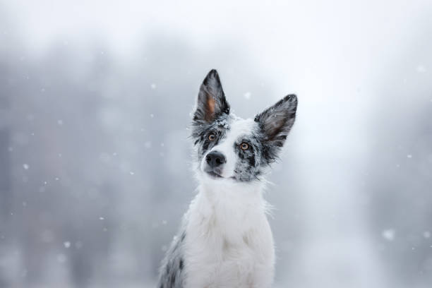 portrait de chien, marbre border collie dans la neige - pets winter horizontal outdoors photos et images de collection