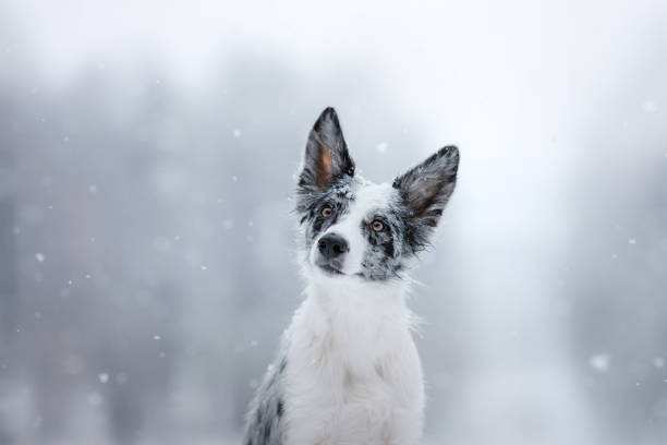 ritratto di cane, marble border collie in snow - animal dog winter snow foto e immagini stock