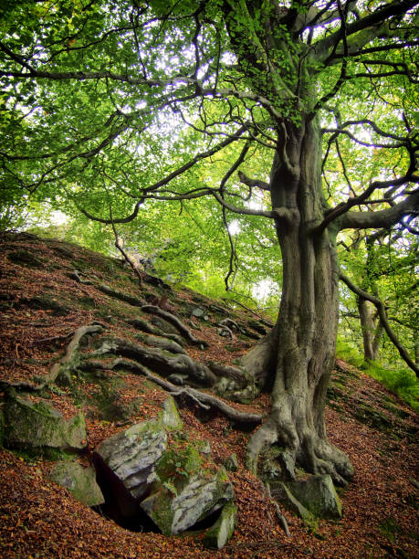 istock twisted old beech tree on a rocky hillside with spreading roots in a forest 958412120