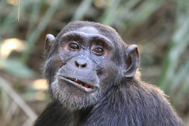 Chimps trekking at Kibale Rainforest, Uganda.