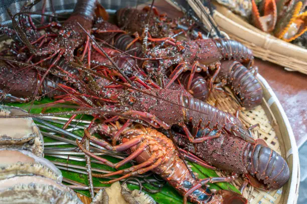 Photo of Fresh large Japanese spiny lobster , popular item in high-class Japanese cuisine , prepared for barbecue fire grill in Mie , Japan