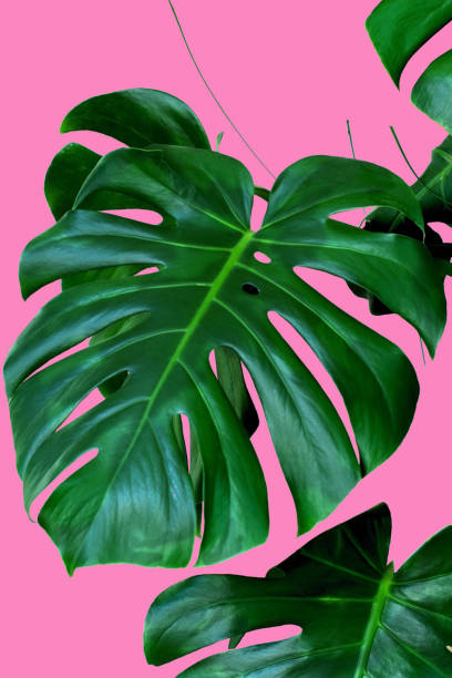 istock plant monstera leaves pink background 958415334