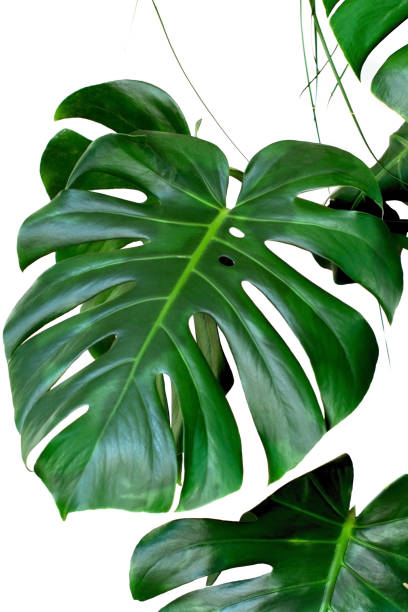 istock plant monstera leaves white background 958415394