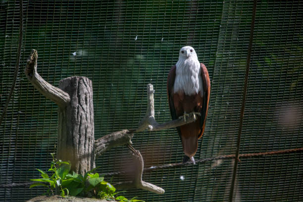 Bird in the zoo