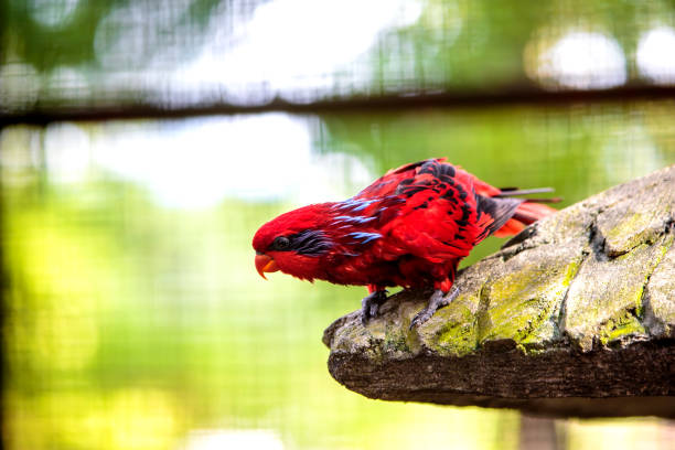 istock Parrot in the bird park 958415652