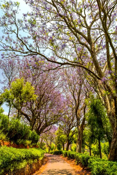 Colorful flower tree alley between Coonoor tea estates, Tamil Nadu, India