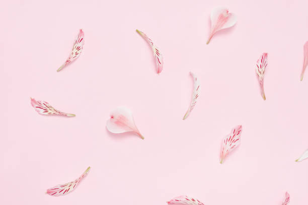 istock Flower petals on a pink background. Gentle spring background 958419614