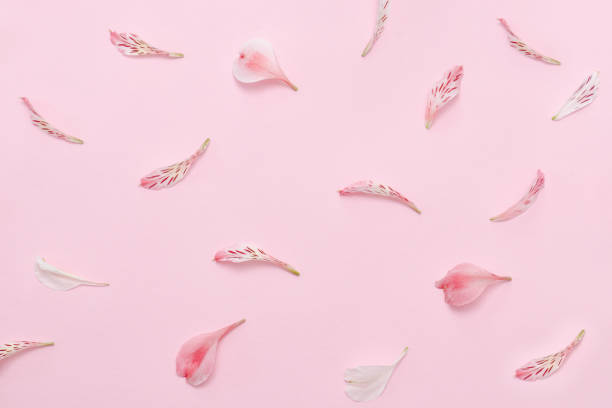 istock Flower petals on a pink background. Gentle spring background 958419628