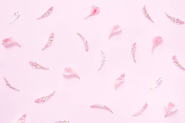 istock Flower petals on a pink background. Gentle spring background 958419630