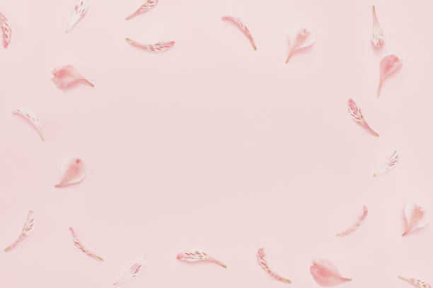 istock Pink background, place for text. Frame of flower petals 958419650