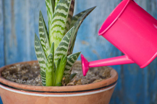 istock Little pink watering and succulent. Blue vintage background 958419694
