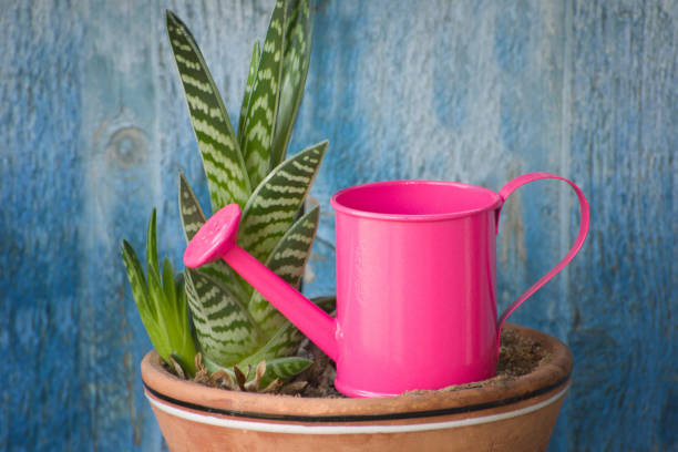 istock Little pink watering and succulent. Blue vintage background 958419726