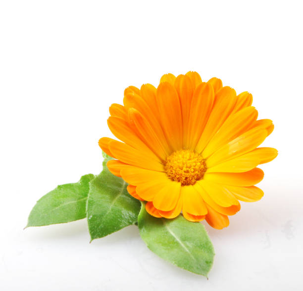 calendula officinalis - calendula officinalis - pot marigold single flower flower flower head foto e immagini stock